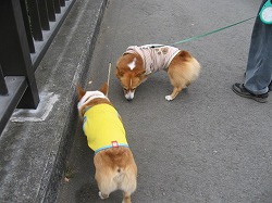 IMG_3106.jpg