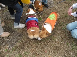 IMG_4245.jpg
