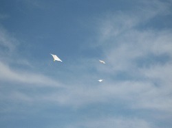 IMG_5691.jpg