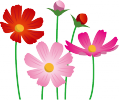 コスモス
