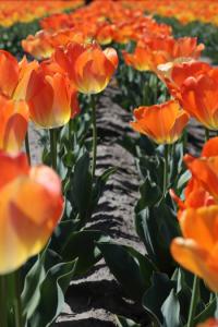 IMG_4110.jpg