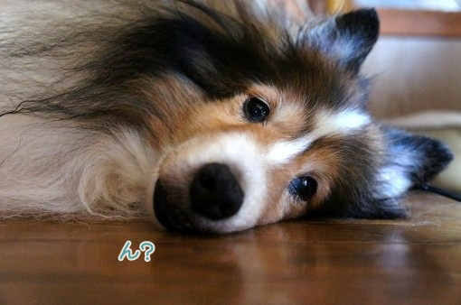 Sony NEX-5