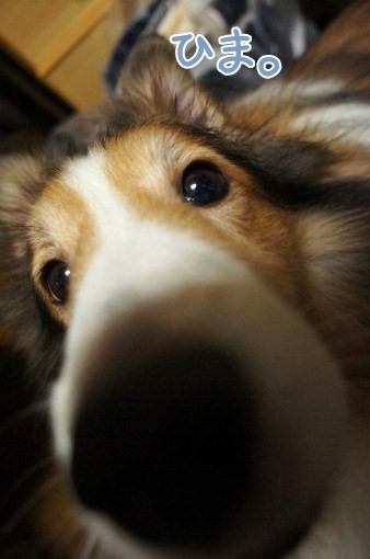 Sony NEX-5