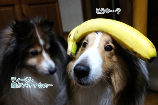 Sony NEX-5