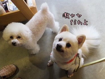 azuki140125_2.jpg