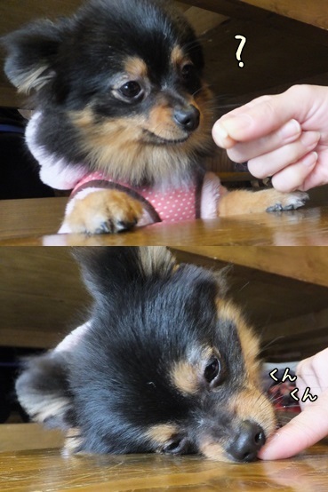 palchan140125-vert.jpg