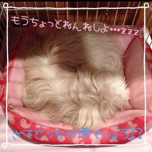 20131204203639f4f.jpg