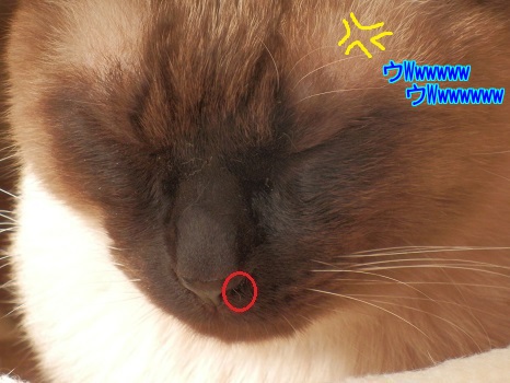 C6zwJWpw_qKK7Pz1386661150_1386661423.jpg