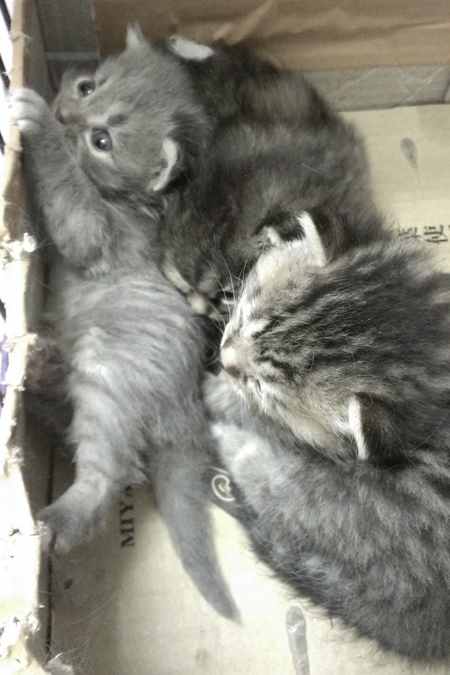 スコティッシュフォールドの子猫