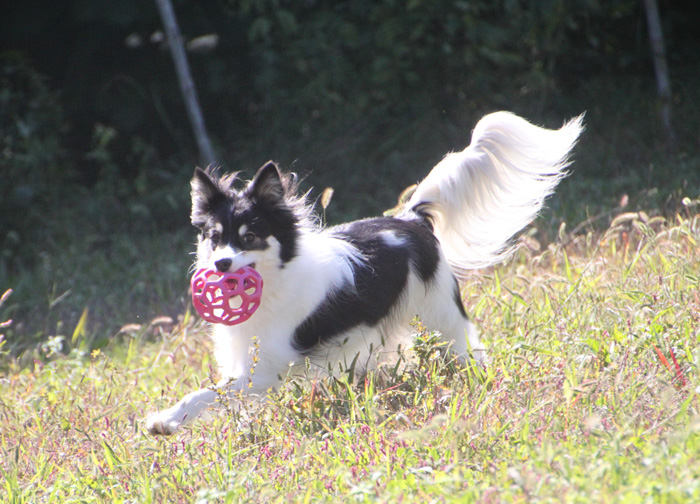 IMG_8342--a.jpg