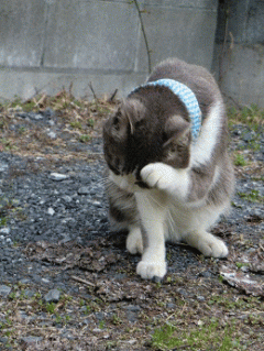 1333300112QQIwjVYSZYocinO.gif