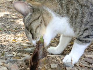 a2_20120429202025.jpg