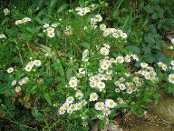 草花.jpg