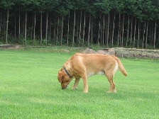 チャッキー2.jpg