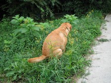 チャッキー.jpg