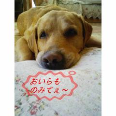 新規イメージ.JPGチャッキー.JPG