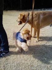 200803011319.jpg散歩