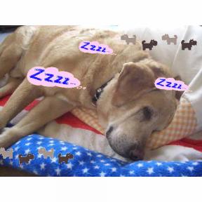 チャッキー爆睡中.JPG