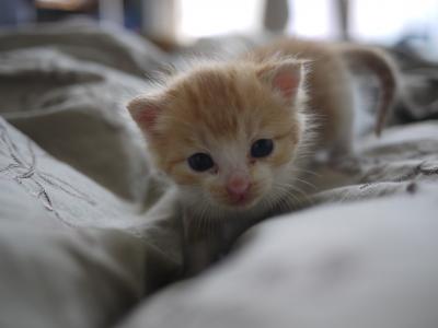 子猫3