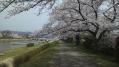 賀茂川河川敷桜2