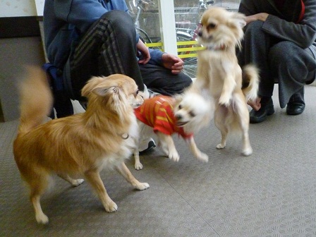 3dogs04b.jpg