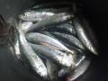 釣った鰯01