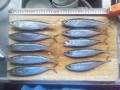釣果サバ111031