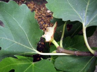 20110824_ichijiku.jpg