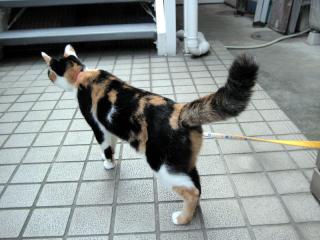 20110824_nyanta.jpg