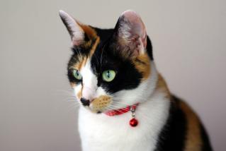 20110926_nyan.jpg