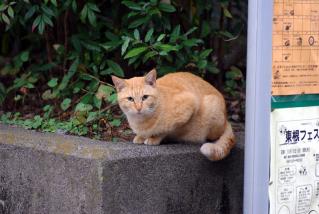 20111021_totaneko.jpg