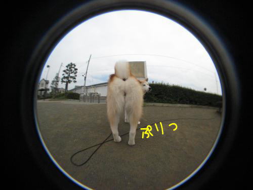 ぷりりん
