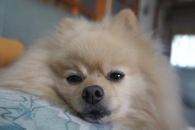 眠いでち・・・