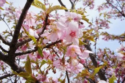 河津桜