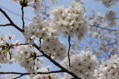 綺麗でちね
