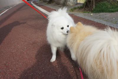 ねーちゃんと同じぐらいでちね