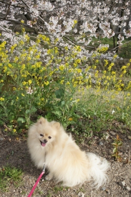 前に証拠写真を撮られたところでち