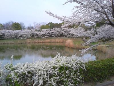 ミドリガメだらけの池でち