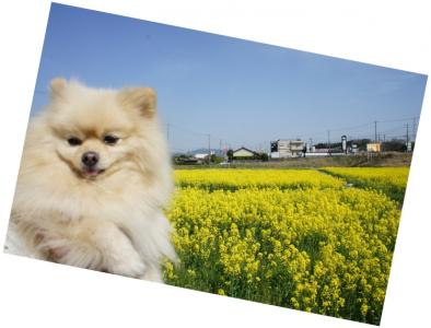 いい匂いがしまちよ