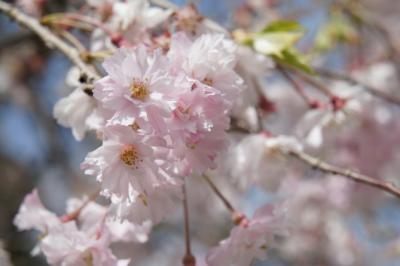 枝垂桜も儚げで綺麗でちね