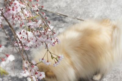 花より・・・草でち