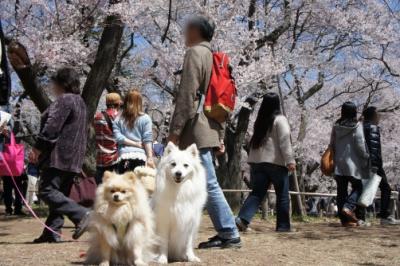 人だらけでち