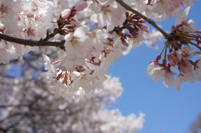 公園側の広場のサクラでち