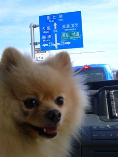 渋滞中でち