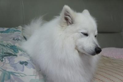 今日はゆっくり寝られそうでしゅ