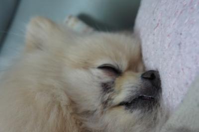 ぼちゅは病気だから栄養つけるでち・・・おやつ~zzz