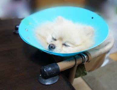 良い夢見るでちよ