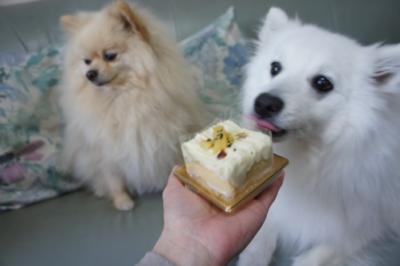 あれ?味がしないでしゅ