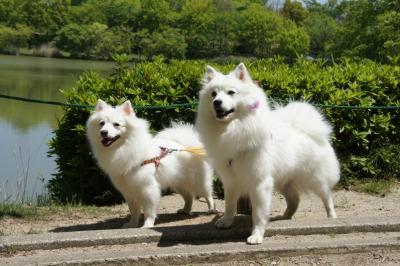 リアンちゃんとボス君