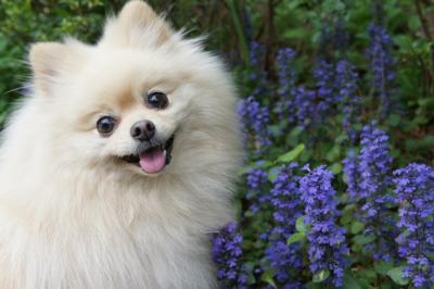 お花とぼちゅ